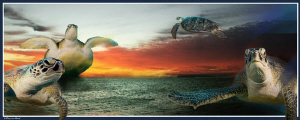 turtles going crazy at sunrise by Dray Van Beeck 
